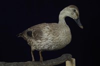Spot-billed Duck Collection Image, Figure 9, Total 13 Figures